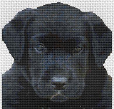 (image for) Black Lab Puppy